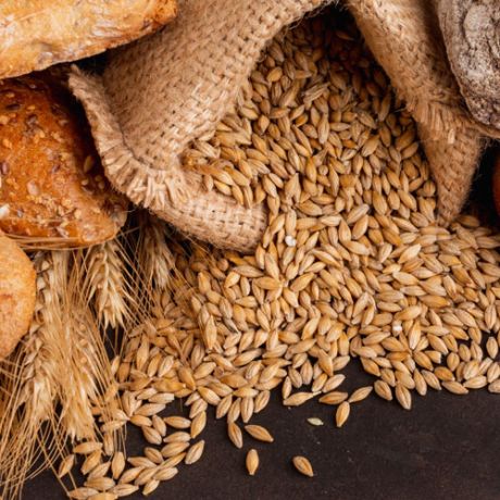 تولید و بسته بندی بذر، بذر اصلاح شده گندم